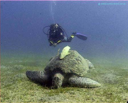 Turtle05 copy