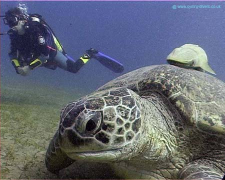 Turtle06 copy