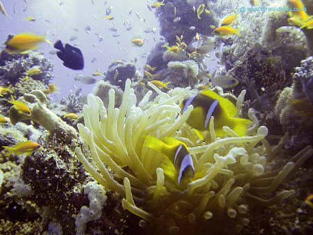 clown fish After