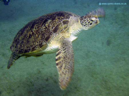 turtle02
