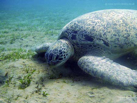 turtle03
