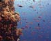 Coral Area copy
