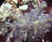 Coral4 - Daedulus copy