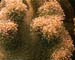 Coral6 - Daedulus copy