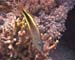 Fish - Daedulus copy