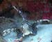 Lion Fish - Daedulus copy