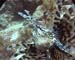 Lion Fish2 - Daedulus copy