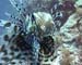 Lion Fish3 - Daedulus copy