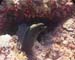 Moray copy