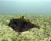 Pufferfish copy