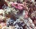 Scorpionfish01 copy
