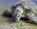 Turtle02 copy