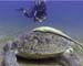 Turtle03 copy