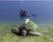 Turtle05 copy