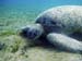 turtle03
