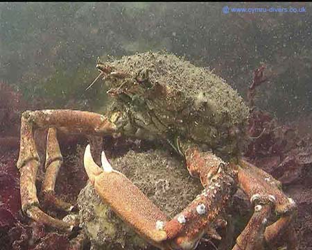Crab18th2