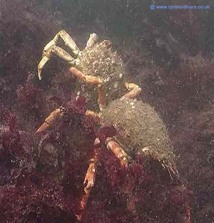 Crab18th8