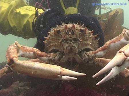Crab4