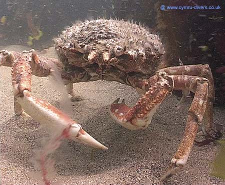 Crab5