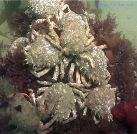 Crabs
