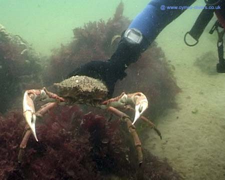 Doran with Crab