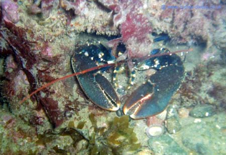 Ian - Lobster