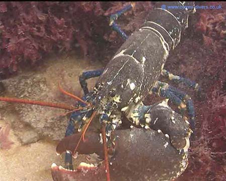 Lobster2