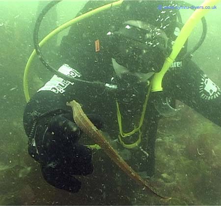 Pipefish3
