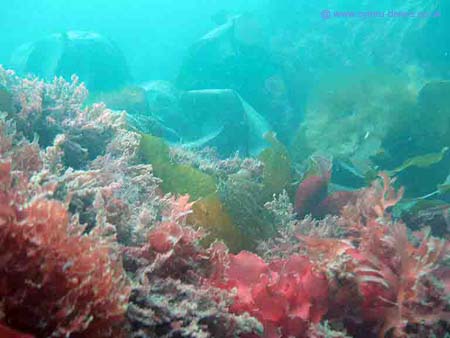Seaweed7