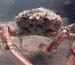 Carb6
