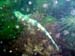 Ian - Dog Fish2