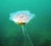 Jelly fish