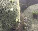 Rocks