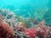 Seaweed7
