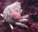 Spider2