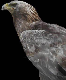 A stuffed eagle