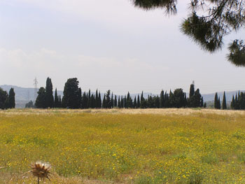 Peaceful Megara Hyblaea