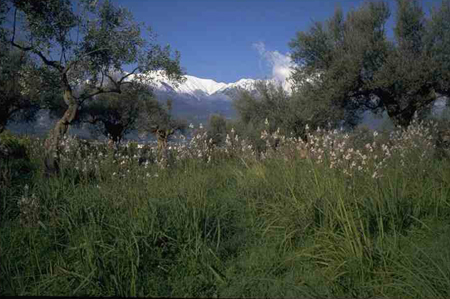 The ACROPOLIS of Sparta with view of Taygetus