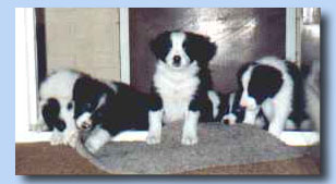 Terrica Border Collie litter