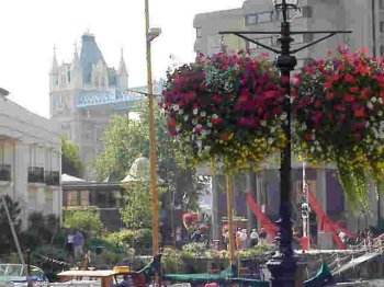 View from S. Katherine's Dock