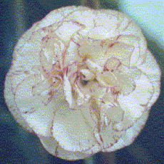 carn2010.gif