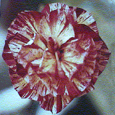 carn2011.gif