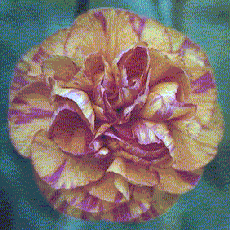 carn2012.gif