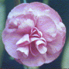 carn2015.gif