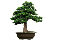 Bonsai tree