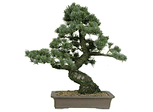 Bonsai tree