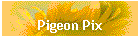 Pigeon Pix