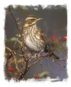 The robin