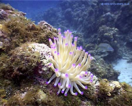 Anenome Caomans02
