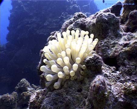 Anenome Caymans